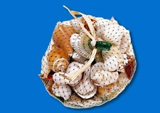 Aquarium Assorti Coquilles Adapté à Tous Aquarium Poisson Marine Eau Douce