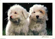 Animaux - Chiens - Bichon -