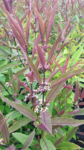 Callicarpa kwangtungensis - , /