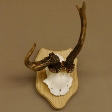 Bois De Cerf Anormal Trophée