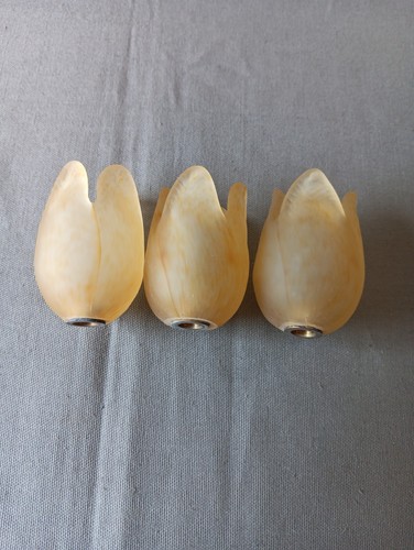 Lot petites tulipes en - tulipes,