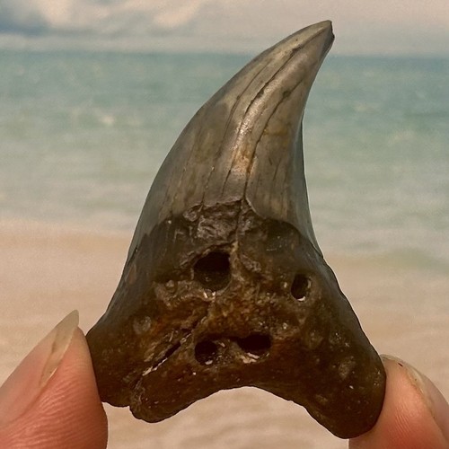 Huge benedini shark - benedini,
