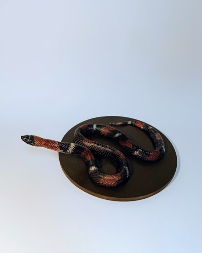Taxidermy cabinet de - taxidermy,,