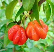 Eugenia uniflora | Surinam cherry | Brazilian cherry - Cerisier de Cayenne | Cer