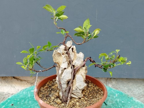 Bonsaï ficus cm style - ficus,