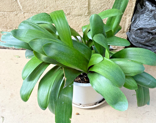 Mature clivia miniata - mature,