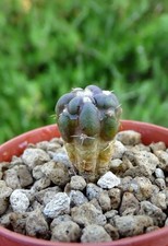 CINTIA KNIZEI  cactus copiapoa