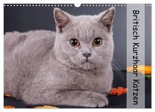 British shorthair chats