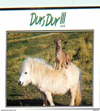 Carte Postale - Animaux -