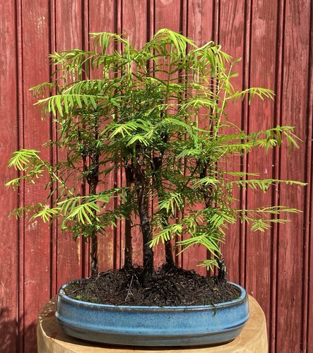 Bonsaï forêt métasequoia - bonsaÏ,
