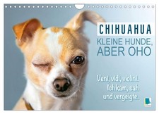 Chihuahua : des chiens petits