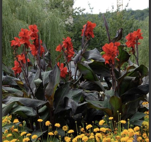 Canna black knight - black,