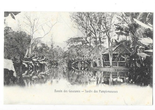 Bassin des gouramis ile - , (ile