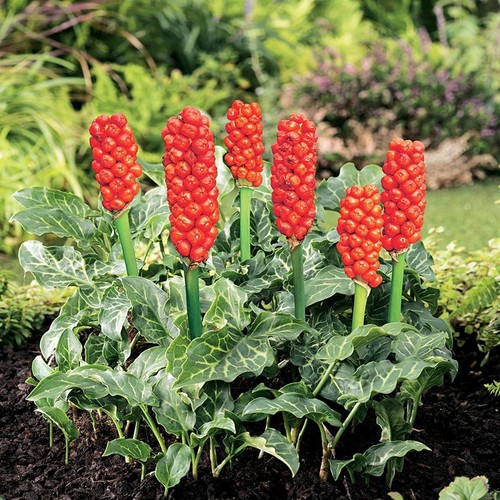 Arum italicum bulbes fleurs