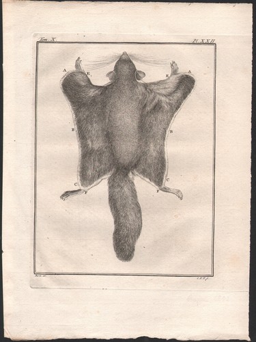 1802 belle gravure écureuils - gravure,
