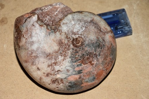 Ammonite pronorites huralensis - pronorites,
