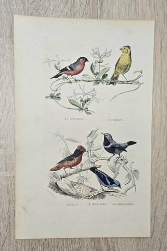 Lithographie ancienne buffon - lithographie,