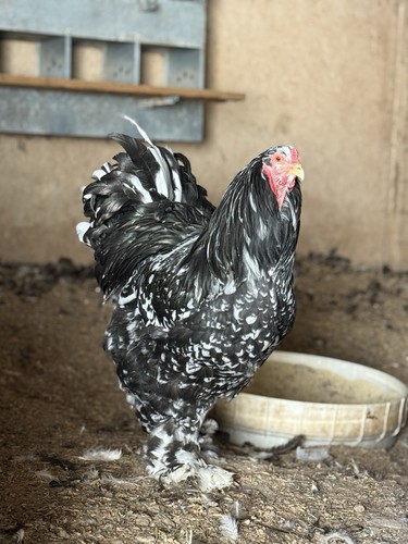 Mottled brahma hatching - 12++,