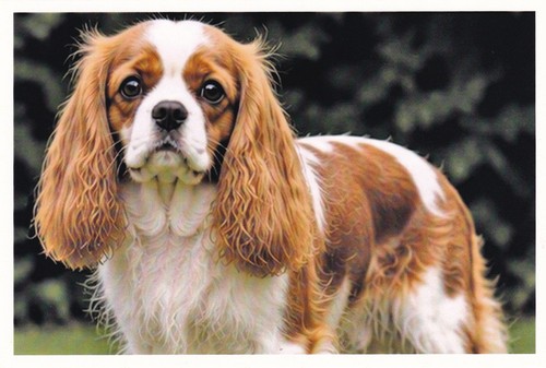 Carte postale chien - 🦬carte,