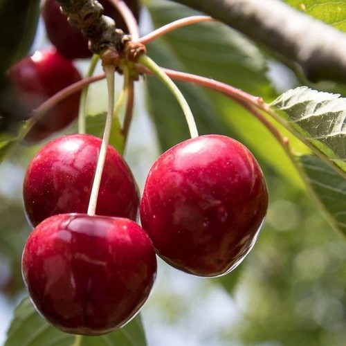 Plante fruitière cerise - plante,