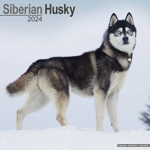 Calendrier 2024 husky - -,