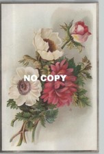 Chromo RED CARPET - flowers