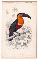 Gravure XIXe Toucan