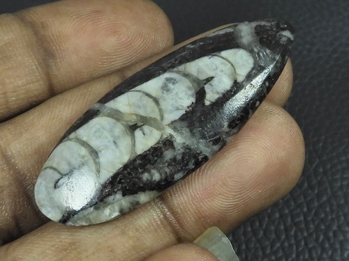 Cabochon forme coquille - cabochon,