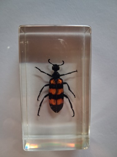 Mylabre hycleus insecte dans - insecte,