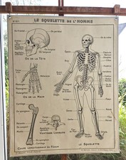ancienne affiche scolaire cartonnée hatier 10 corps humain squelette excretion