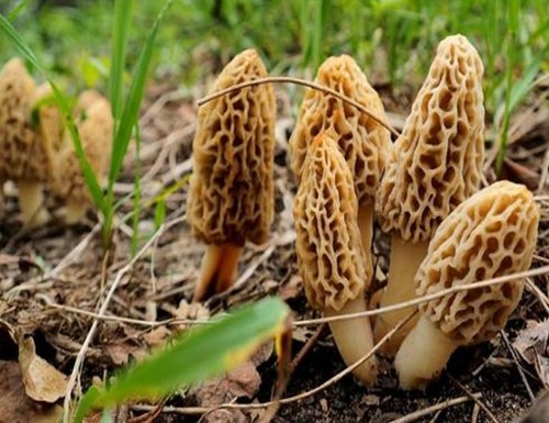 Mycélium morille blonde - mycélium,