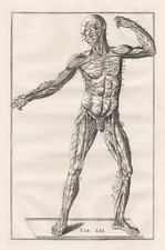Squelette Humain Muscles - Eustachius Anatomie Médecine Gravure Sur Cuivre 1800