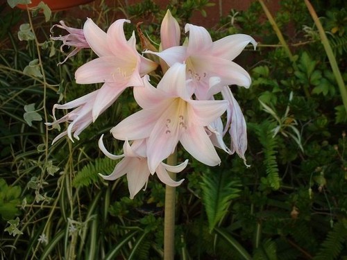 Amaryllis belladonna pink - amaryllis,