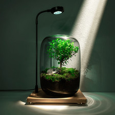 Tree of Life Glass Terrarium |