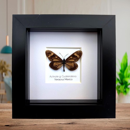 Framed guatemalan actinote - guatemalan,