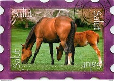 Special Size - 167 x 117 mms - Animals - Horses - Filly and her foal - D