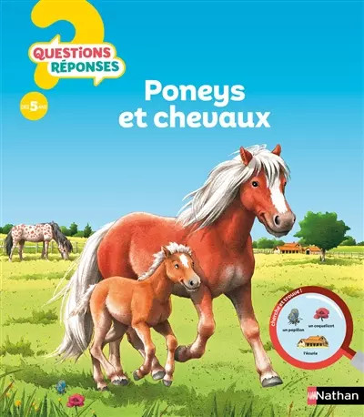 Poneys chevaux anne sophie - poneys, chevaux,