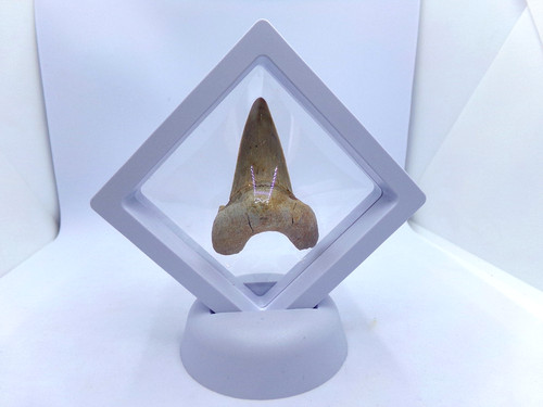 Grosse dent requin - grosse, de