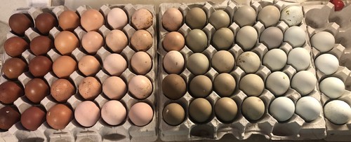 Hatching eggs rainbow layers - hatching,