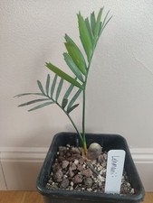 Encephalartos Lehmanii, Caudex