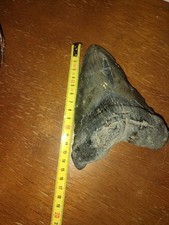 Dent Fossile De Megalodon - 15 Cm