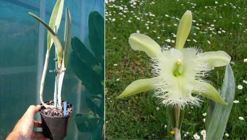 Rhyncholaelia digbyana