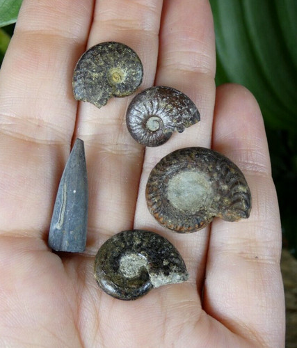 Lot ammonites rostre - lot,
