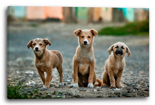 Toile cadres chiots - toile/cadres,
