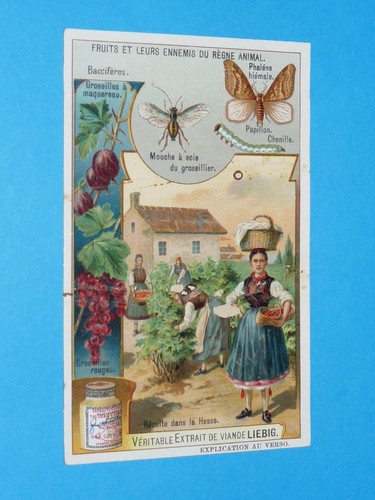 Chromo 1908 liebig serie 931 - chromo,