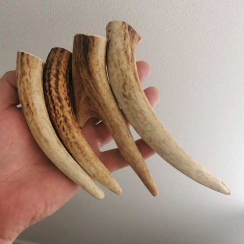 354 ébauches corne - 354.Ébauches, cerf