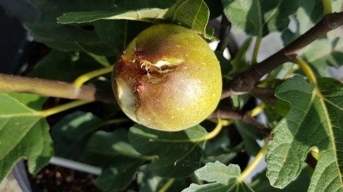 Ficus carica bomholm s - ficus,