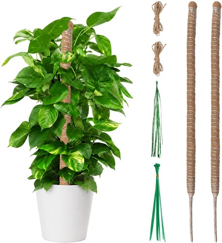 Tuteur monstera 60cm - 60cm, pliable