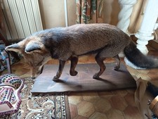 Taxidermie - renard naturalisé / empaillé vintage sur socle