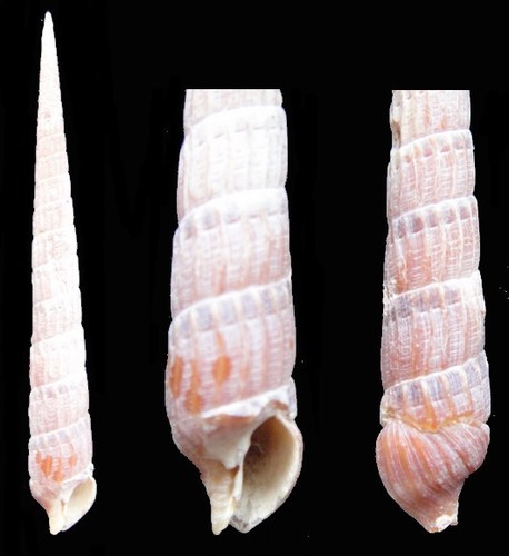 Coquillage collection - collection,